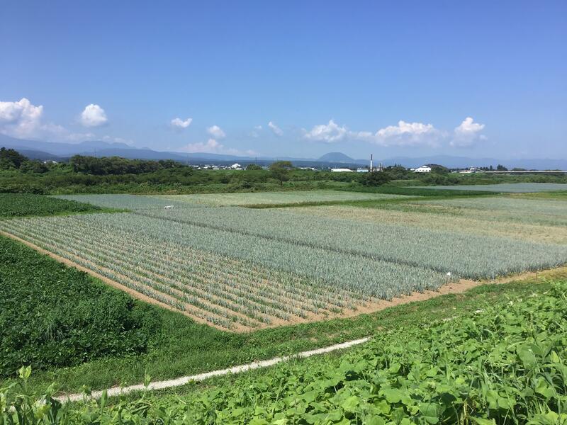 河川敷に広がる長ネギ畑