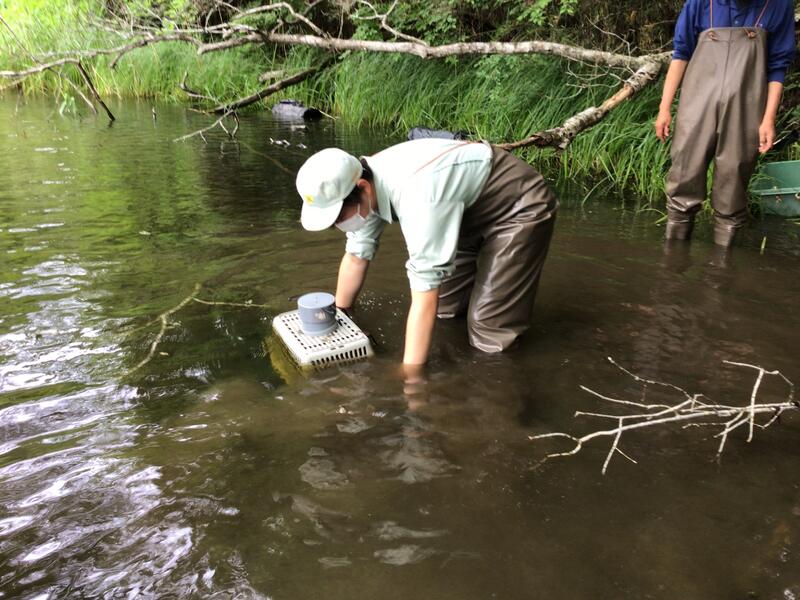 大崎耕土　ザリガニ駆除