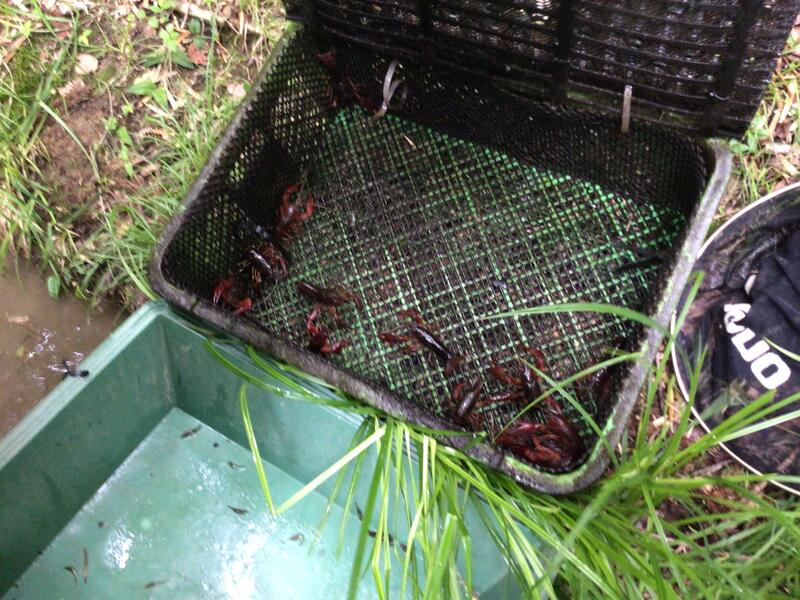 大崎耕土　ザリガニ駆除２