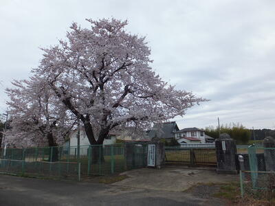 旧正門横の桜です