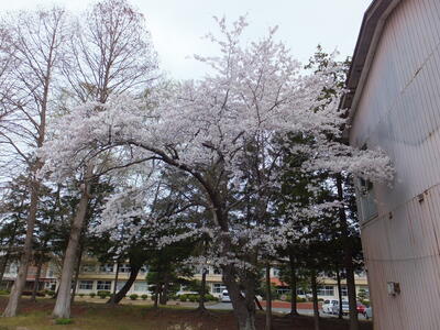 農場の桜です